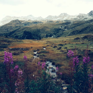 Fleurs d'automne dans les alpes suisses